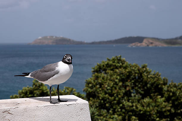 Curious Laughing Gull on a Ledge stock photo