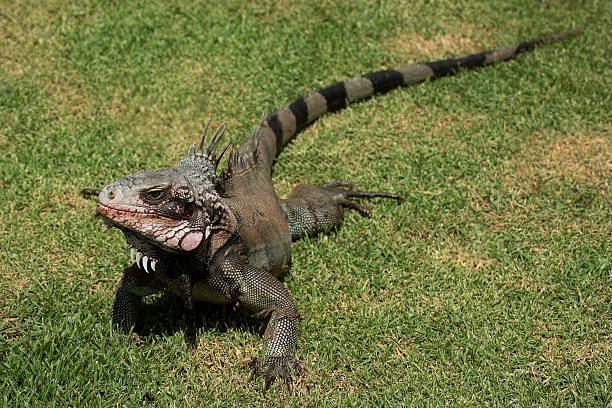 Iguana Crawling in the Grass stock photo