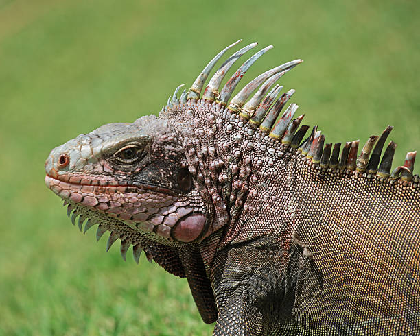 Iguana Portrait stock photo