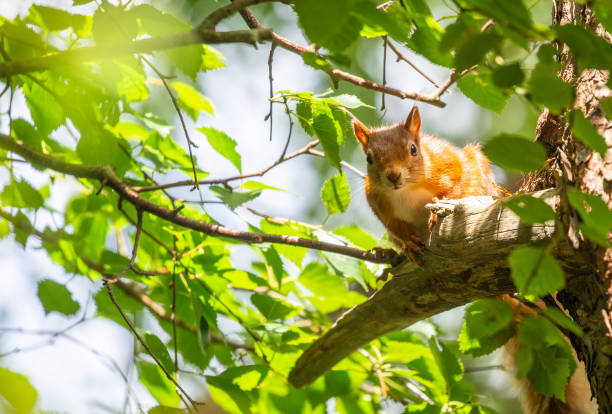 curioso buscando ardilla roja mirando hacia abajo desde el sol iluminado ramas de un árbol en la isla de brownsea, cerca de poole en dorset, sur de inglaterra. - poole fotografías e imágenes de stock