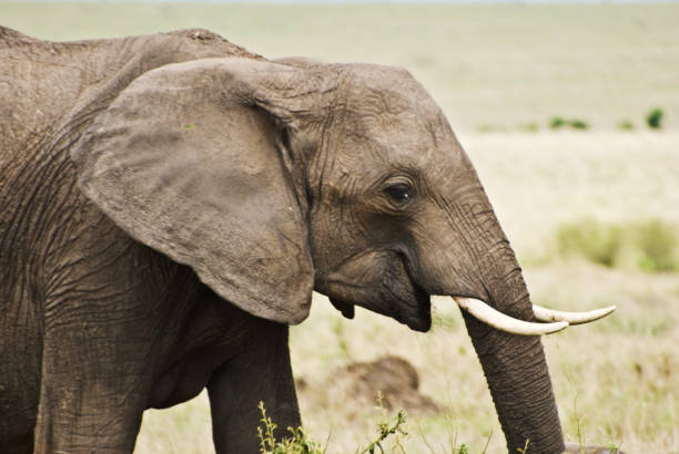 istock African Elephant In The Bush 979269376