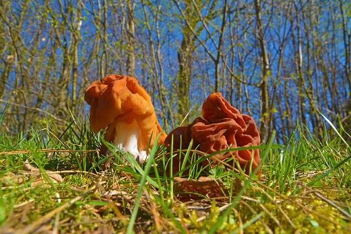 The false morel mushroom, gyromitra gigas known as snow morel, calf brain or bull nose\