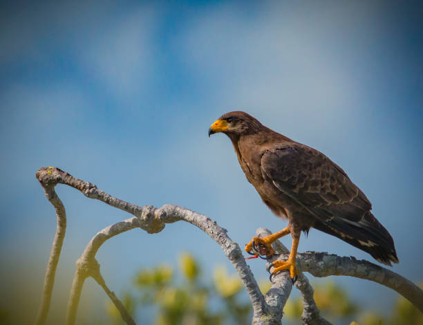 istock Cuban Black Hawk - Buteogallus gundlachii 979270768