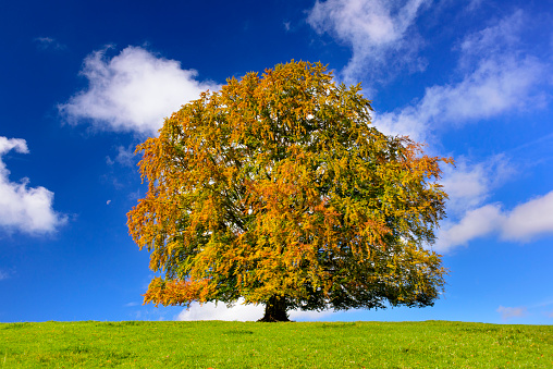 single big beech tree in meadow at autumn