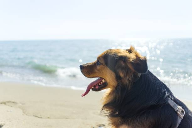 istock Dog sitting on the beach with a stick, Paestum beach. 979272998