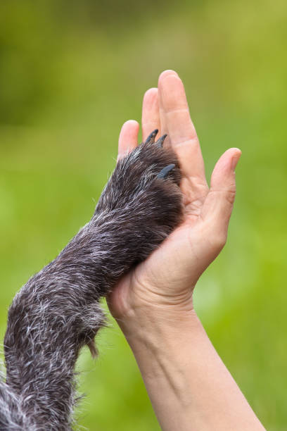istock hand and paw of dog 979273696