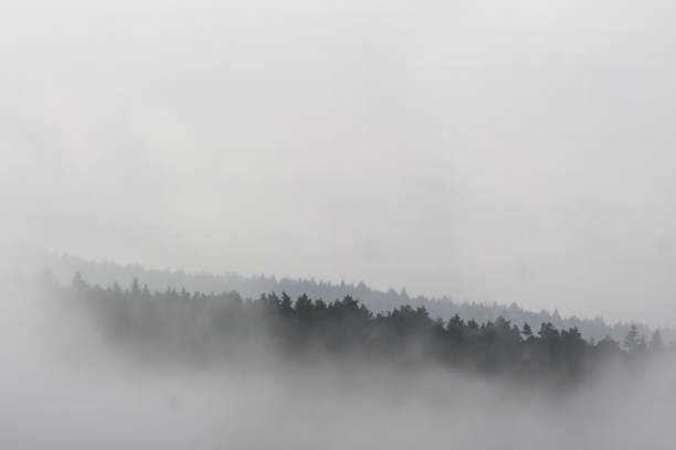 istock Tree-topped hills in the mist 979274198