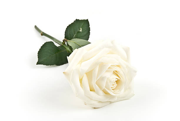 istock White bloomed rose with stem and leaves set on white surface 97927460