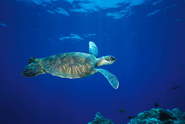istock Green sea turtle swimming over Hawaiian reef 97927528
