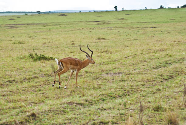 Gazelle