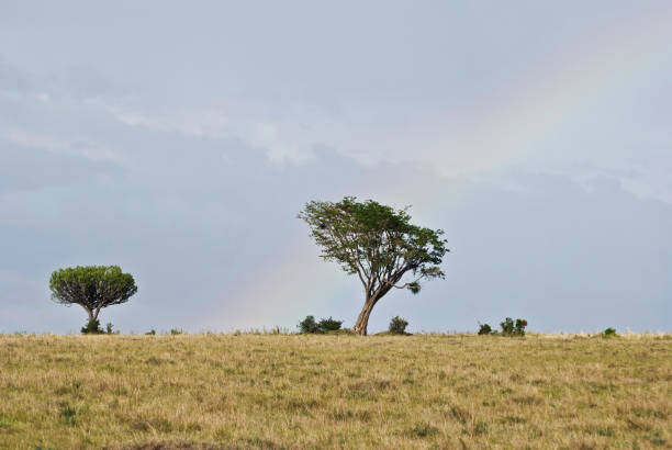 Savanah Landscape With Tree