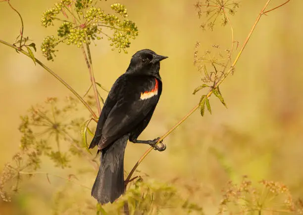 Red Winged Blackbird In An Arkansas Prairie