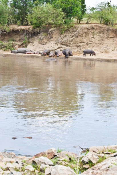 istock Herd Of Hippos (Hippopotamus Amphibius) Lying By A Muddy River 979281502