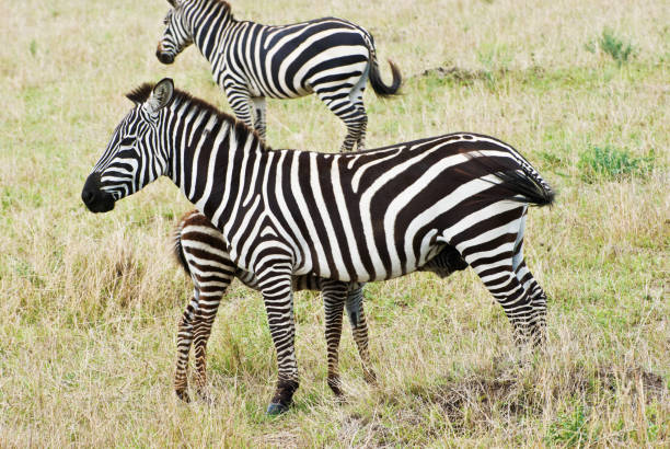 istock Dazzle Of Zebras Standing 979281980