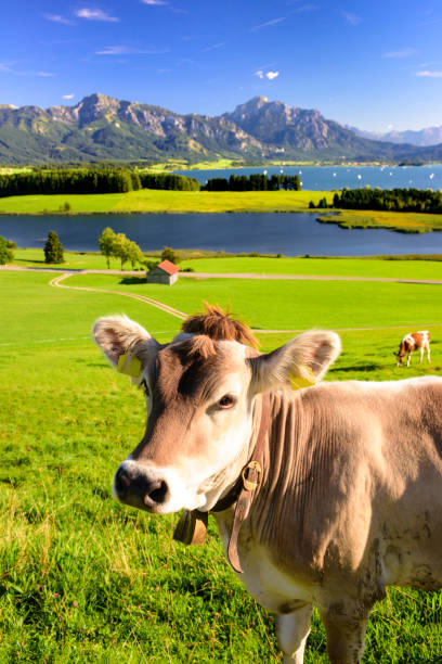 panorama in baviera con catena montuosa e lago forggensee con mandria di mucche - farm florida cattle travel locations foto e immagini stock