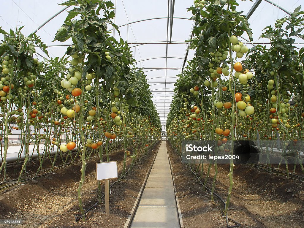 Hothouse - Foto stock royalty-free di Agricoltura