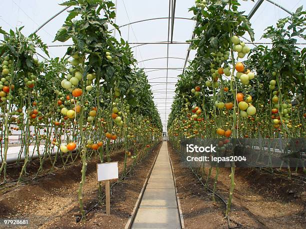 Hothouse - Fotografie stock e altre immagini di Agricoltura - Agricoltura, Cibo, Composizione orizzontale