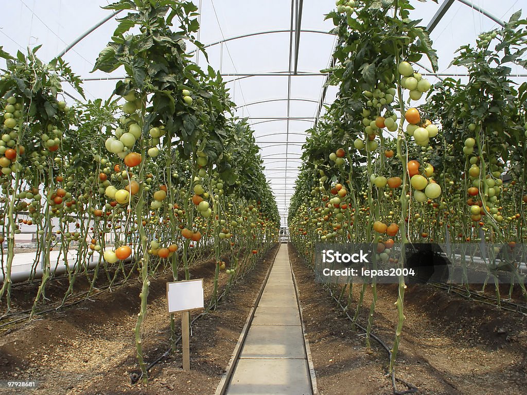 Hothouse - Royalty-free Agricultura Foto de stock