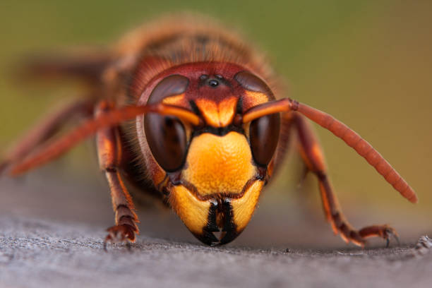 istock close-up of wasp head 979291014