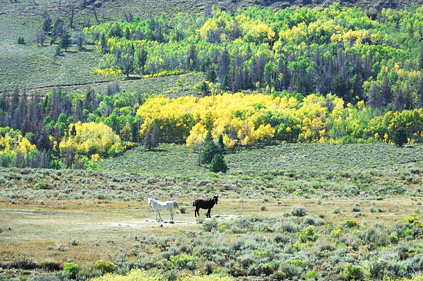 istock Two Horses and Yellow Trees 97930339