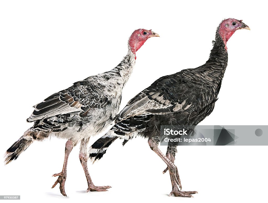 Dos Turquía - Foto de stock de Animal libre de derechos