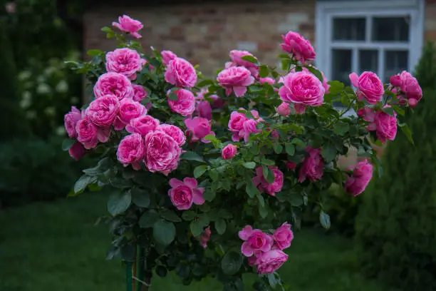 pink roses, green leaves, in the garden, outdoors, nature, genuine beauty, green grass