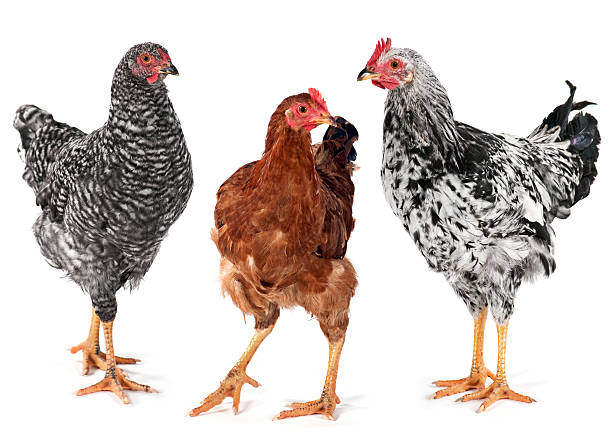 istock Young chicken hen and rooster 97930501