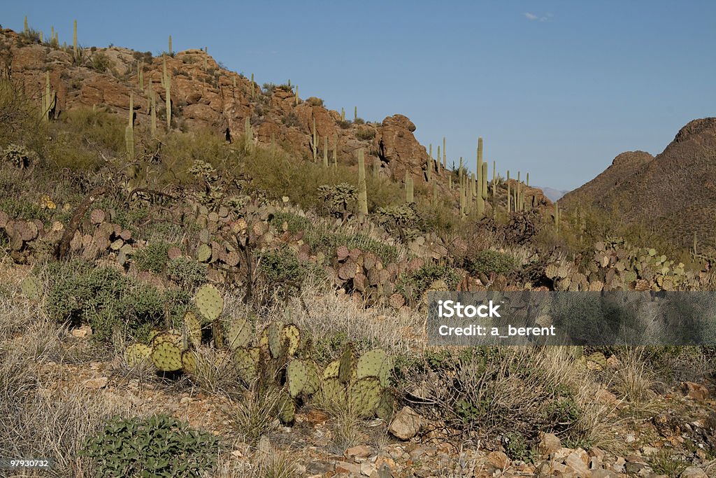 Paysage du désert de Sonoran - Photo de Arizona libre de droits