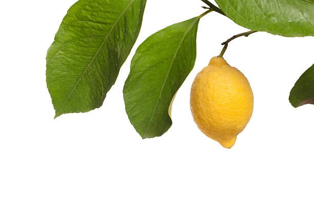 citron et branche sur blanc - lemon fruit citrus fruit yellow photos et images de collection