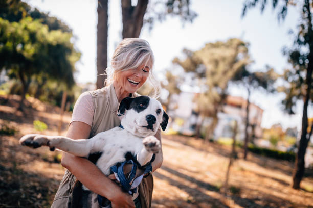 Mature woman having fun playing with pet dog in park Happy senior woman having fun on morning walk playing with pet dog in forest park mature adult walking dog stock pictures, royalty-free photos & images