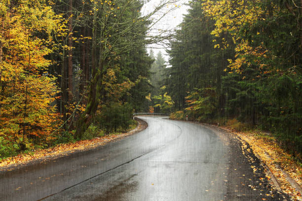 istock Road through the forest in the rain 979313810