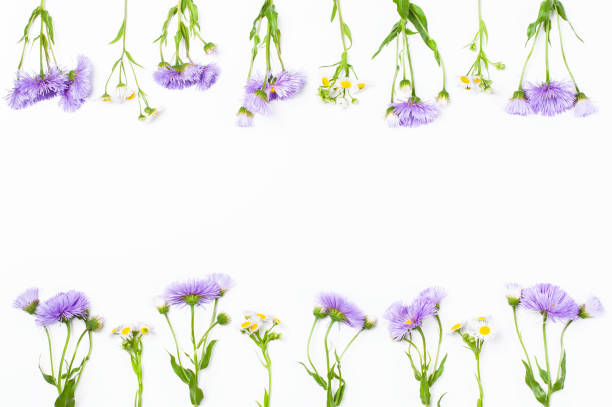 istock Border made of violet flowers and chamomile on white background. Top view with copy space. Flat lay. 979313948
