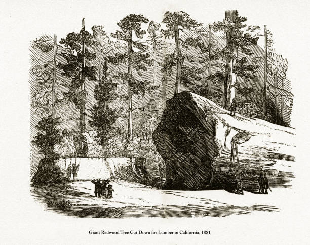 Beautifully Illustrated Antique Engraved Victorian Illustration of Giant Redwood Tree Cut Down for Lumber in California, 1881. Source: Original edition from my own archives. Copyright has expired on this artwork. Digitally restored.