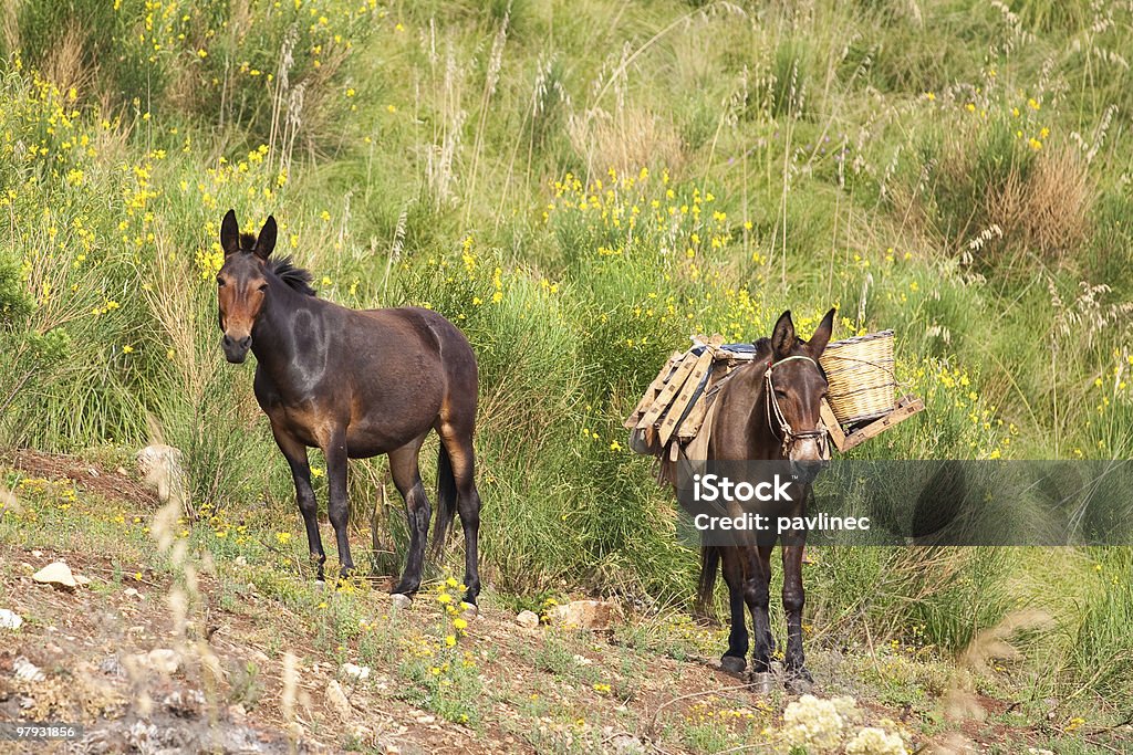 Mule em arbustos - Foto de stock de Animal royalty-free