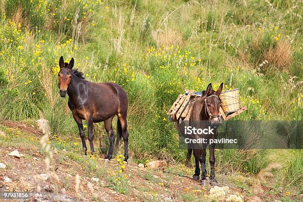 Foto de Mule Em Arbustos e mais fotos de stock de Animal - Animal, Animal doméstico, Burro