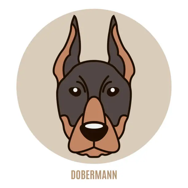 Vector illustration of Portrait of Dobermann. Vector illustration