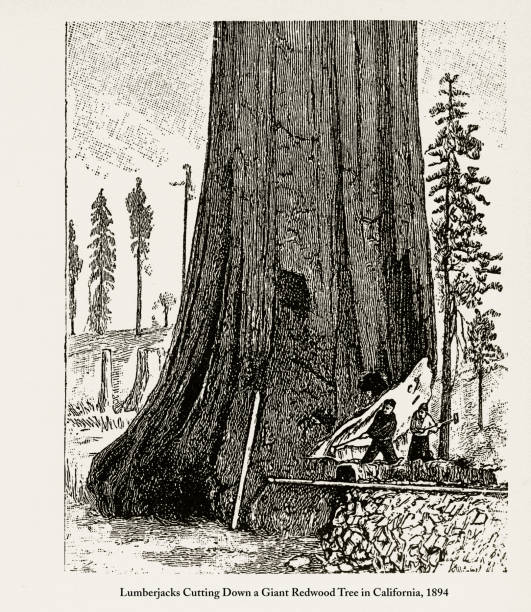 istock Lumberjacks Cutting Down a Giant Redwood Tree in California, 1893 979320036