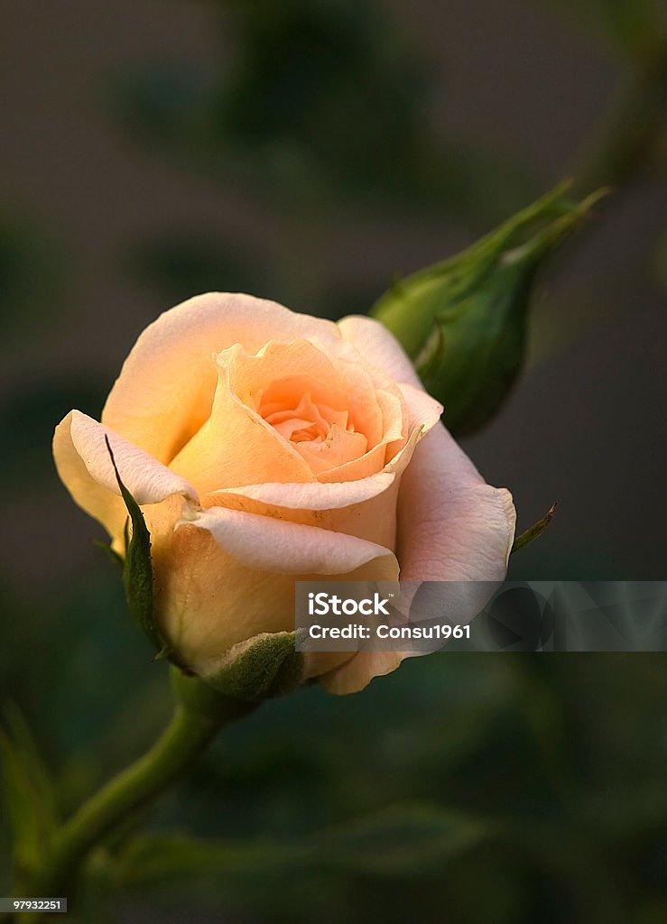 Rose - Foto de stock de Brote libre de derechos