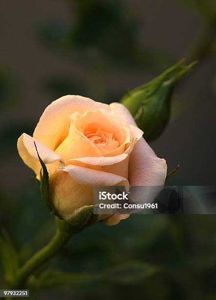 Rose Foto de stock y más banco de imágenes de Brote - Brote, Color - Tipo de imagen, Espina - Parte de una planta