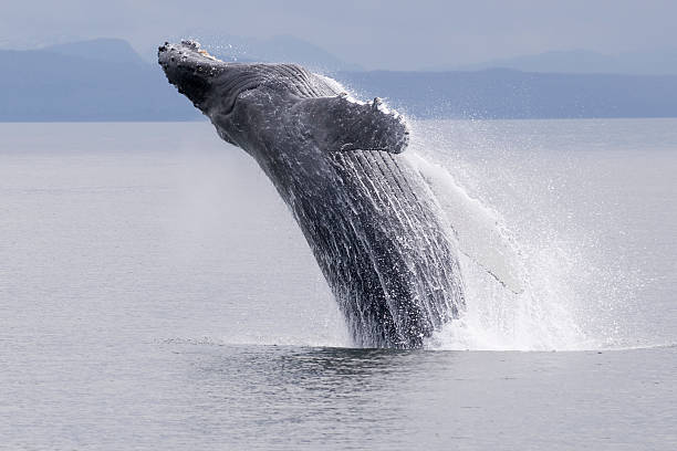 istock Breaching humpback whale Alaska Frederick Sound 97932345