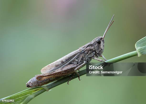 Heuschrecke Stockfoto und mehr Bilder von Berühren - Berühren, Biologie, Eine Person