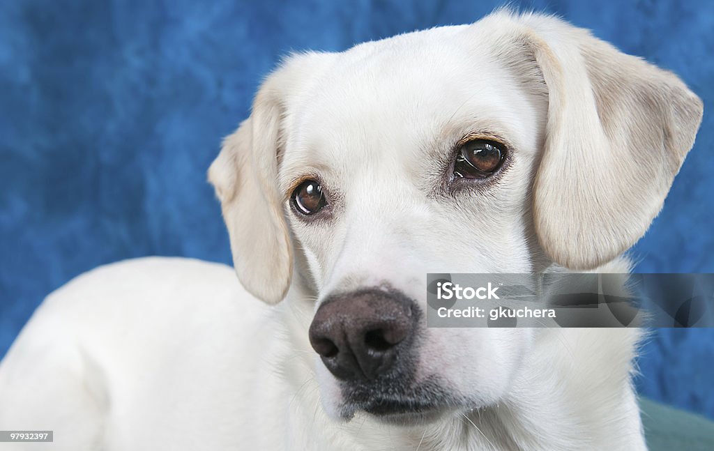 Puppy Closeup  Animal Stock Photo