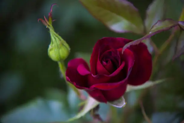 red rose, romance, genuine beauty, nature, in the garden, outside, flower, green leaves