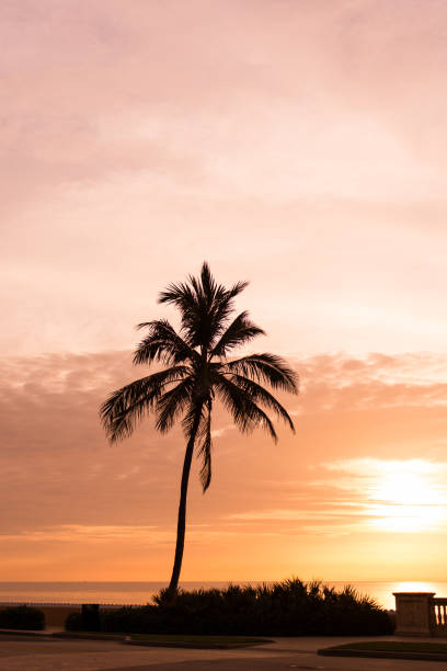istock Golden Palm Tree at Sunrise on Palm Beach, Florida 979331634