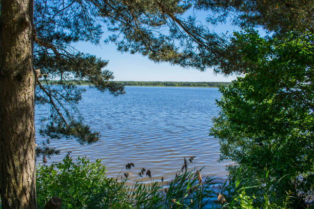 istock The rain forest of Belarus in a beautiful sunny day 979339272
