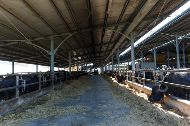 istock Buffalos in mozzarella cheese factory 979347746