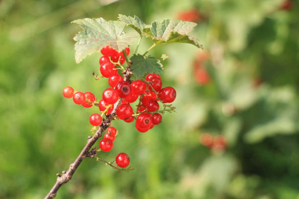istock Fresh red currants on the branch 979349204