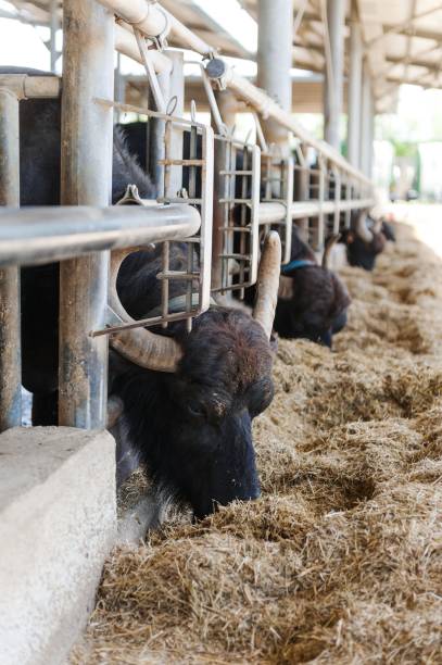 istock Buffalos in mozzarella cheese factory 979356794