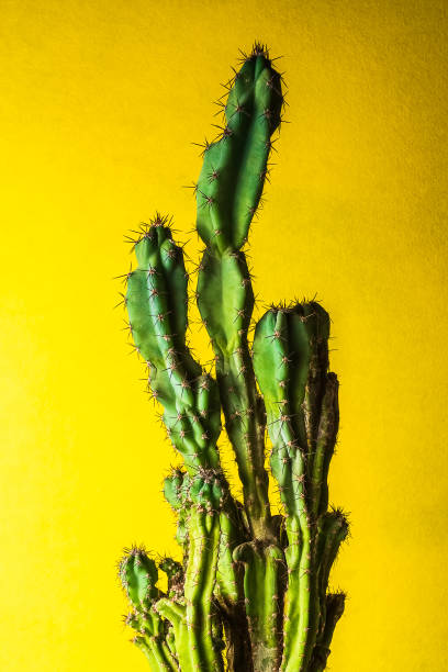 istock cactus plant on colorful yellow  background,  copy space 979357136