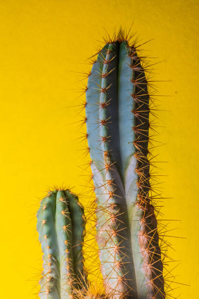 istock cactus plant on colorful yellow  background,  copy space 979357192